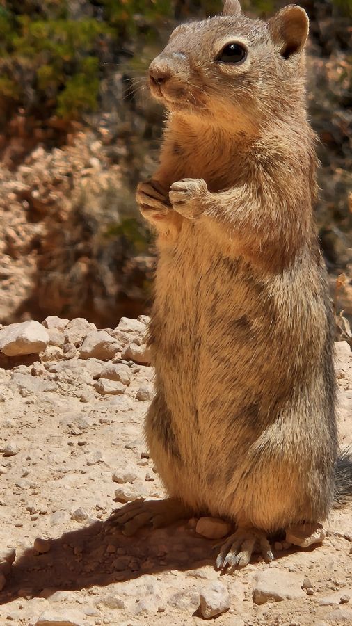קניון ברייס